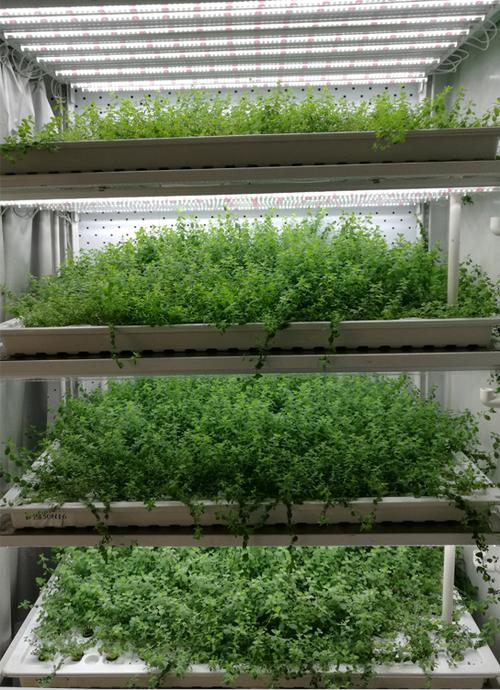 主要产品特点1)叶菜,药草和种苗的优质高效生产2)led人工光源的高效